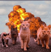 gatos