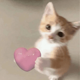 Orange cat love