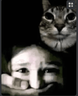 catnap