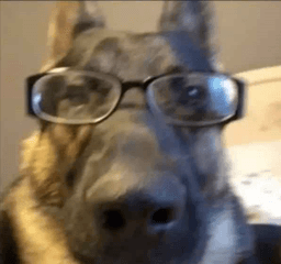 Dark el perro