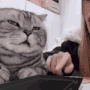 yapyapyap
