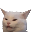 Confused Cat