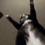 dance cat