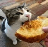chomp