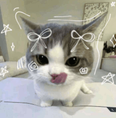 silly cat