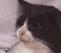 smokingcat