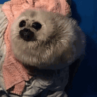 seal