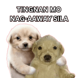 Tingnan mo nag-aaway sila