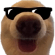 COOL_DOG