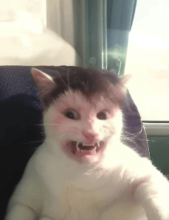 scaredcat