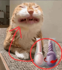 balls