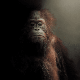 monke