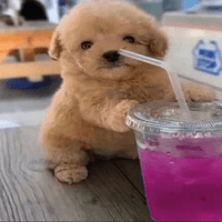 dogcup