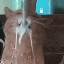 catmilk