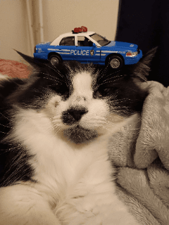 The Vroom Weewoo