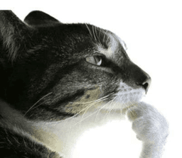 Pondering