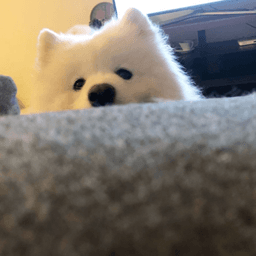 Peakaboo