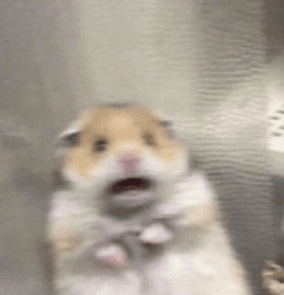 hamster