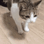 Cat Dead