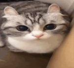 catsplosion (.gg/vile)