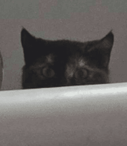 Shelbie Lurk