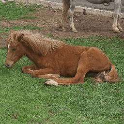 Konik