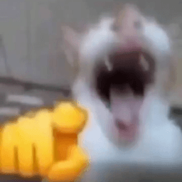 EL PENDEJO EL PENDEJO JAJJAJAJ