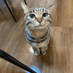 gay ass cat