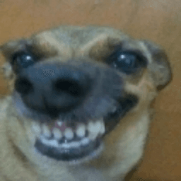 Perroconchasumae