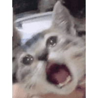 car_noooo