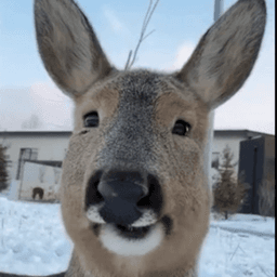 worrieddeer