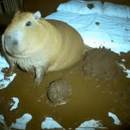 Capybara surrado