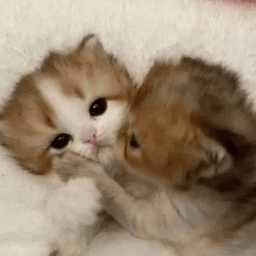 Cat kiss