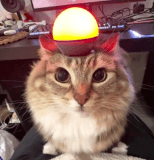 ALERTA DE GATAO