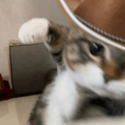 Cat smack