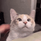 good cat