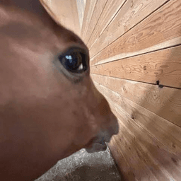 Sideye horse