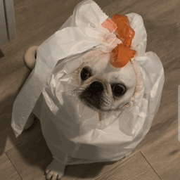 Trash dog
