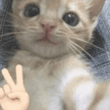 KITTY :DD