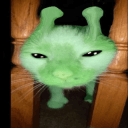 Weird ass cat