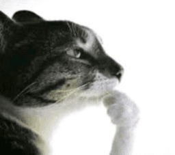 cat think