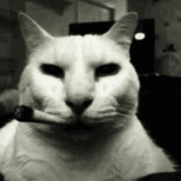 Tuff ahh cat