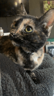 Ugly cat