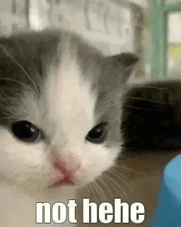 angycat