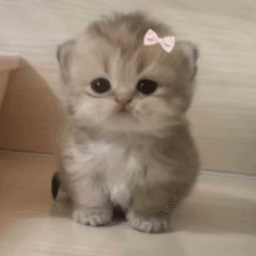 meow in real life