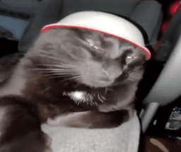 Bowl Cat