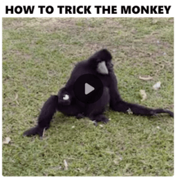 How To Trick A Monkey