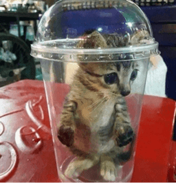 meow