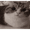 cat blow