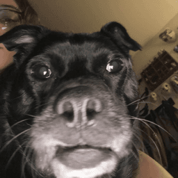 Nookie